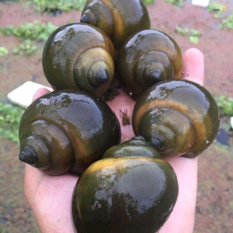 Bán trứng Ốc Bươu Đen, Ốc Nhồi giá rẻ