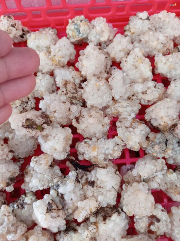 Địa chỉ bán trứng Ốc Bươu Đen, Ốc Nhồi giá rẻ nhất