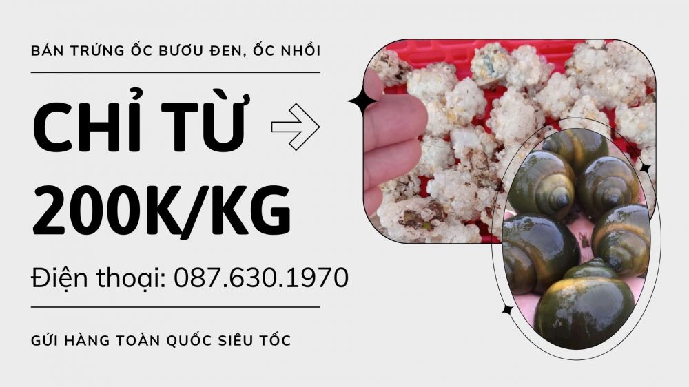 Nuôi Ốc Bươu Đen (Ốc Nhồi) – Hướng đi mới cho nông nghiệp sạch và bền vững